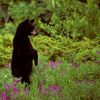 Bear Gallbladder Poachers Lured To New York By Lack Of Laws